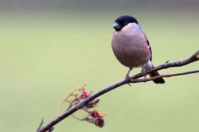 Close-up of bird perching on branch