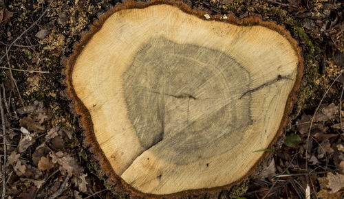 Directly above shot of tree stump in forest