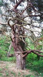 Tree in field