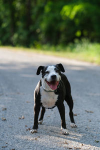 Close-up of dog