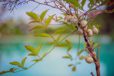 Close-up of wilted plant against tree