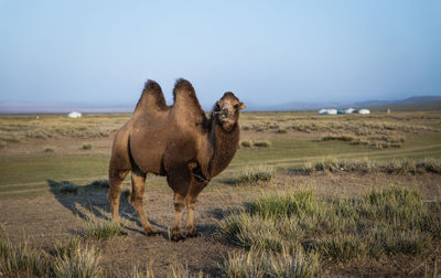 Camel on field against clear sky