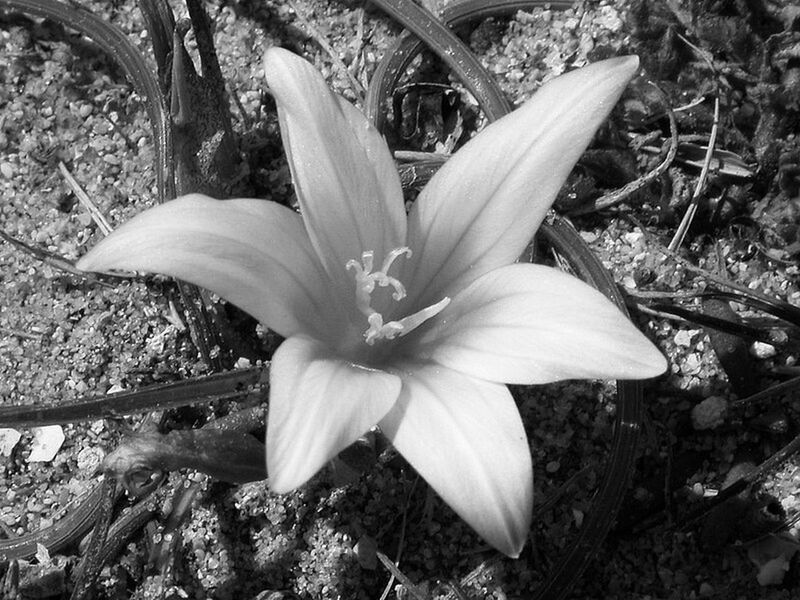 HIGH ANGLE VIEW OF FLOWER