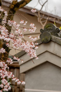 Close-up of flowers