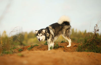 Dog standing on field