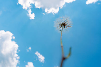 Close-up and low angle view of beautiful dandelion against clear blue sky
