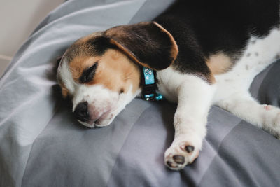 Close-up of dog lying on bed at home