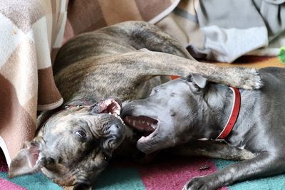 Close-up of a dog