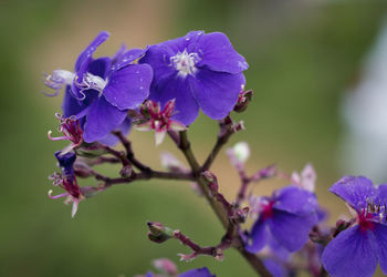 Close-up of purple flowering plant