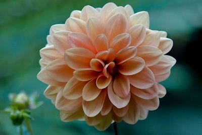 Close-up of white dahlia flower