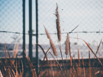 Close-up of plant growing on field against sky