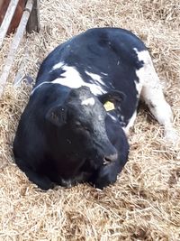 High angle view of duck