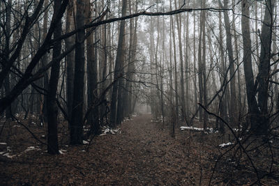 Trees in forest