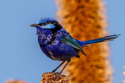 Low angle view of a bird