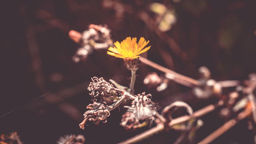 Close-up of wilted flower