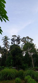 Low angle view of coconut palm trees against sky