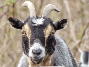 Close-up portrait of goat on field