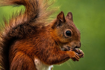 Close-up of squirrel