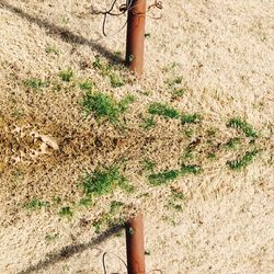 Plants growing on field