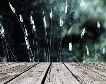 Close-up of wood against trees