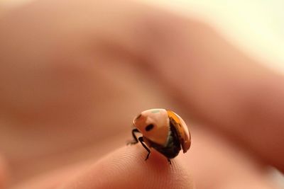 Close-up of ladybug on hand