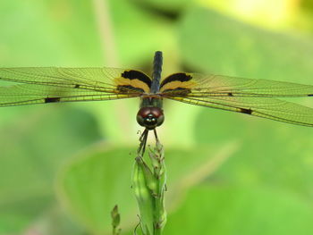 Close-up of dragonfly on plant