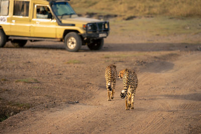 Side view of cheetah walking on sand at desert