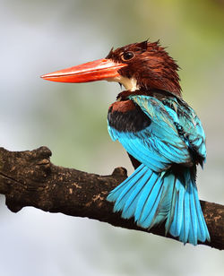 Close-up of bird perching on branch