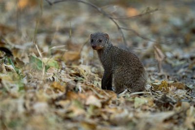 Banded mongoose stands turning back towards camera