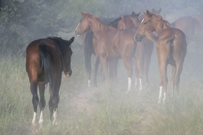 Horses running in a field
