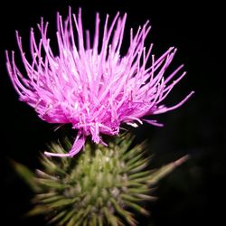 Close-up of pink flowers