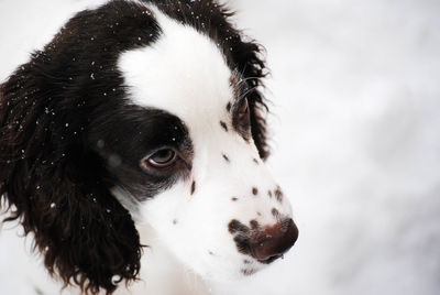 Close-up portrait of dog