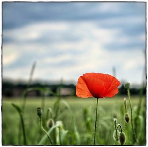 Close-up of red poppy blooming on field against sky