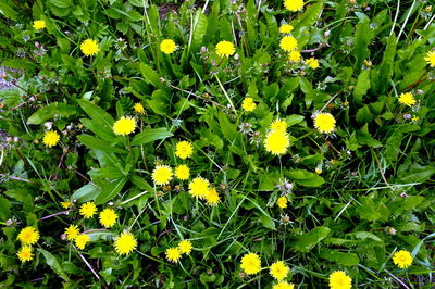 Close-up of yellow flowers