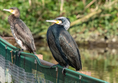 Close-up of birds perching on railing