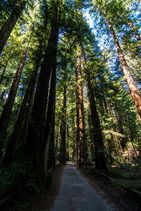 Road passing through forest