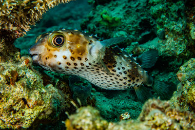 Diodon fish in the red sea - photographed by avner efrati