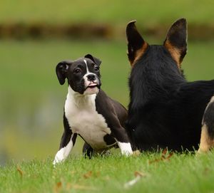 Black dog in a field