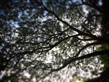 Low angle view of trees