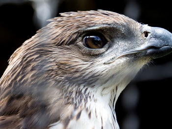 Close-up of eagle