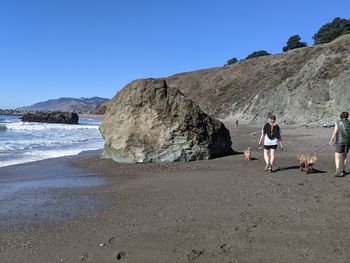 View of an animal on beach