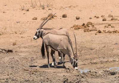 Oryx antelope drinks at the waterhole in northern namibia