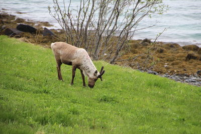 Sheep on field