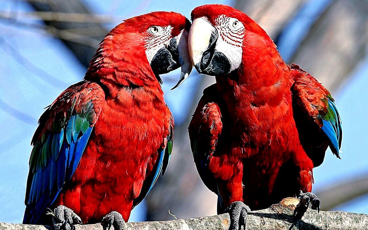 CLOSE-UP OF TWO BIRDS PERCHING ON RED