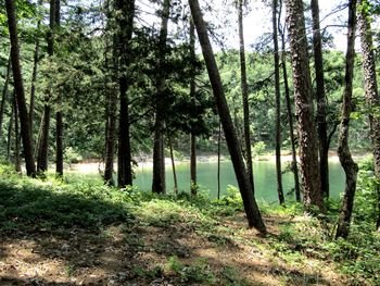 Trees in forest