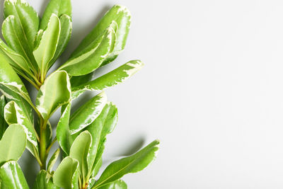 Close-up of succulent plant against white background