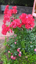 Close-up of pink rose flowers