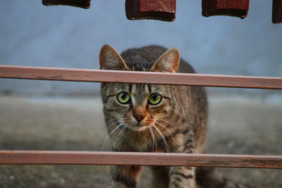 Portrait of cat