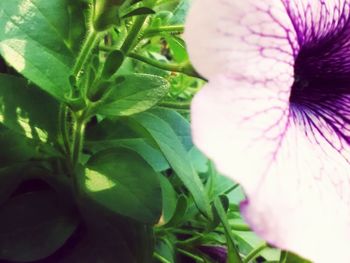 Close-up of pink flowers