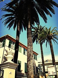 Low angle view of palm trees